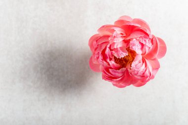 İnanılmaz pembe şakayık, kart konsepti