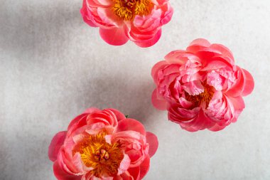 Hafif arka planda inanılmaz pembe şakayıklar