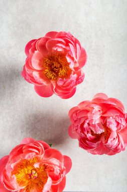 Hafif arka planda inanılmaz pembe şakayıklar