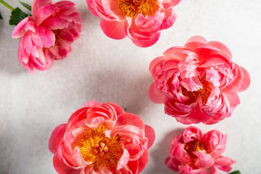 Hafif arka planda inanılmaz pembe şakayıklar