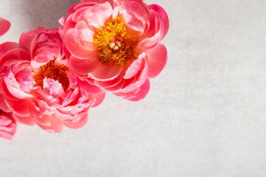 Hafif arka planda inanılmaz pembe şakayıklar