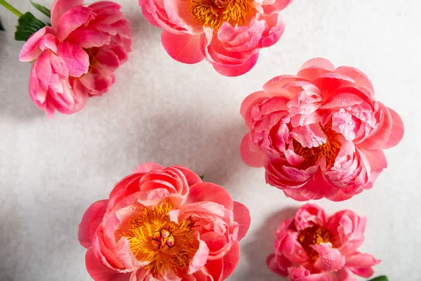 Verbazingwekkende roze pioenrozen op lichte achtergrond — Stockfoto