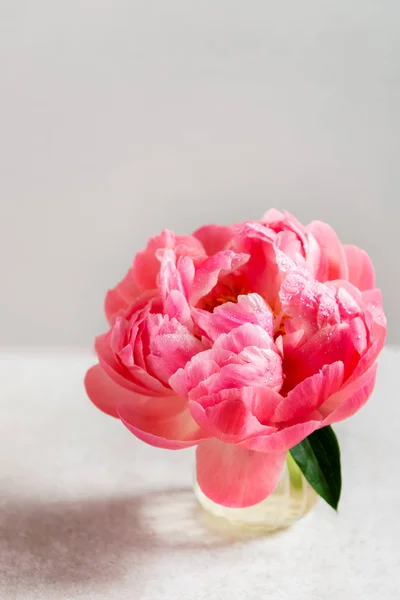 Удивительные розовые пионы на светлом фоне — стоковое фото