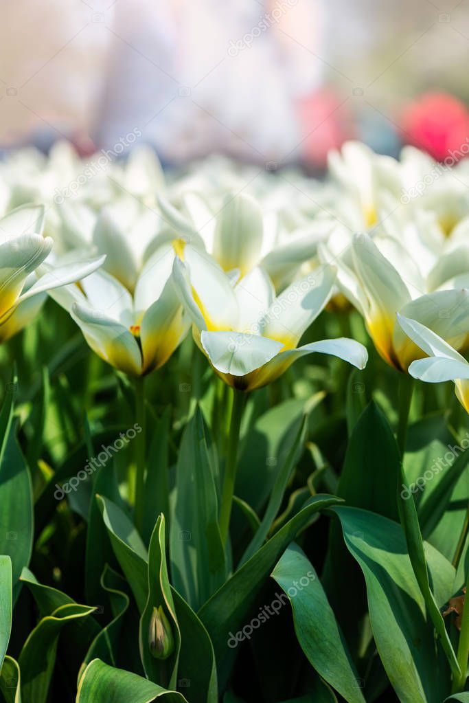 Keukenhof gardens in the Netherlands during spring. Close up of blooming flowerbeds of tulips, hyacinths, narcissus