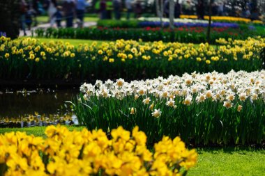 Bahar aylarında Hollanda 'da çiçek bahçeleri. Lale, Hyacinths, Narcissus çiçeklenme çiçekler yakın