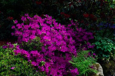 Baharda çiçek açan ağaçları olan güzel bir bahçe.