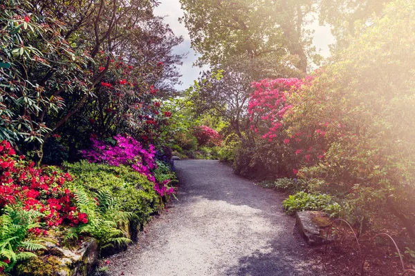 Beau jardin avec des arbres en fleurs pendant le printemps — Photo