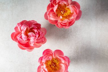 Hafif arka planda inanılmaz pembe şakayıklar