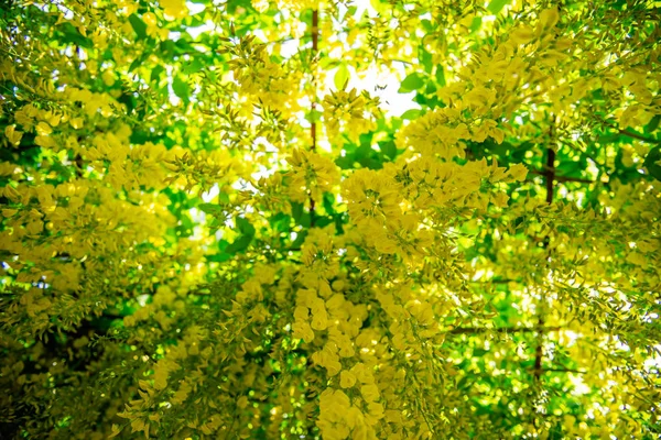 Beautiful Garden with blooming laburnum arch during spring time — Stock Photo, Image