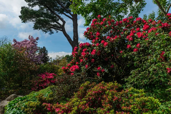 Beau jardin avec des arbres en fleurs pendant le printemps — Photo