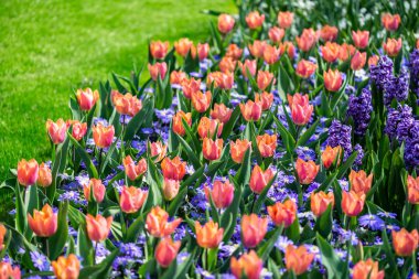 Bahar aylarında Hollanda 'da çiçek bahçeleri. Lale, Hyacinths, Narcissus çiçeklenme çiçekler yakın