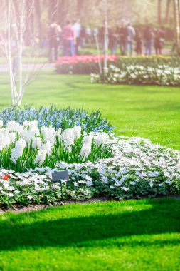 Bahar aylarında Hollanda 'da çiçek bahçeleri. Lale, Hyacinths, Narcissus çiçeklenme çiçekler yakın