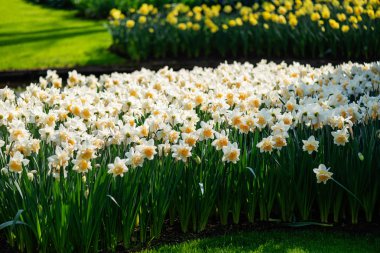 Bahar aylarında Hollanda 'da çiçek bahçeleri. Lale, Hyacinths, Narcissus çiçeklenme çiçekler yakın