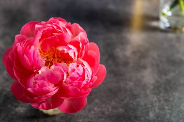 İnanılmaz pembe şakayık, kart konsepti