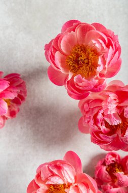 Hafif arka planda inanılmaz pembe şakayıklar