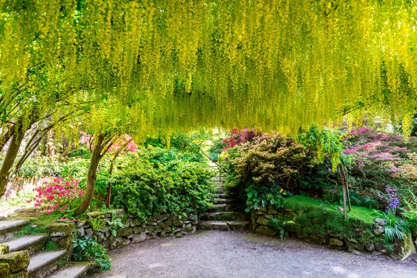 Beautiful Garden with blooming laburnum arch during spring time — Stock Photo, Image