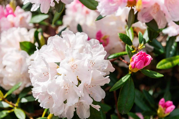 Baharda çiçek açan ağaçları olan güzel bir bahçe.