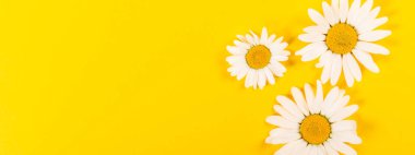 Parlak sarı arka plan üzerinde çiçek papatya deseni