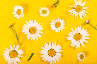 Parlak sarı arka plan üzerinde çiçek papatya deseni
