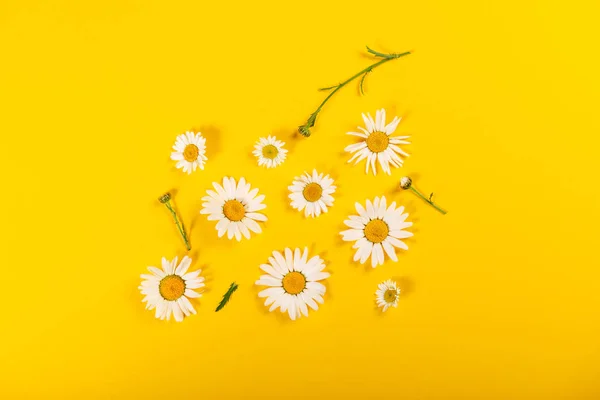 Patrón de manzanilla floral sobre fondo amarillo brillante — Foto de Stock