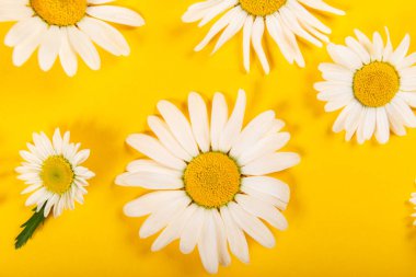 Parlak sarı arka plan üzerinde çiçek papatya deseni