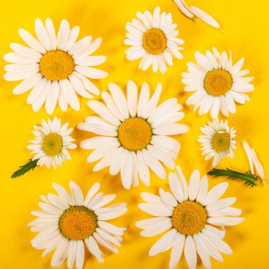 Parlak sarı arka plan üzerinde çiçek papatya deseni