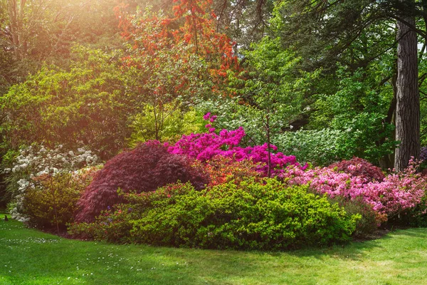 Beau jardin avec des arbres en fleurs pendant le printemps — Photo