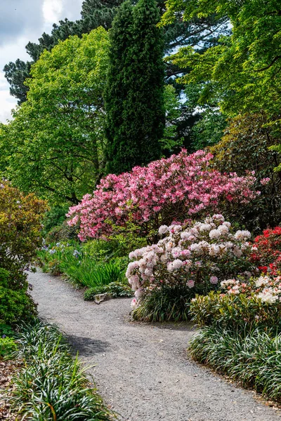 Piękny ogród z kwitnącymi drzewami w okresie wiosennym — Zdjęcie stockowe