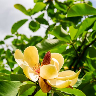 Yaz aylarında İngiliz halk Bahçesi