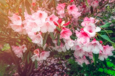 Baharda çiçek açan ağaçları olan güzel bir bahçe.