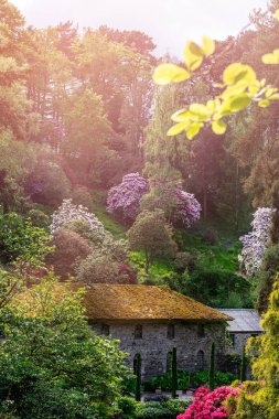 Baharda çiçek açan ağaçları olan güzel bir bahçe.