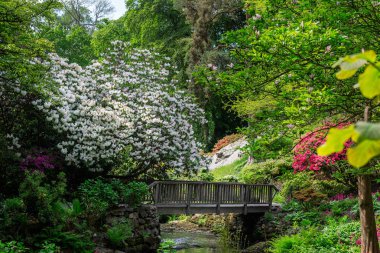 Baharda çiçek açan ağaçları olan güzel bir bahçe.
