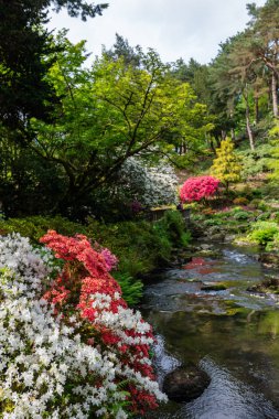 Baharda çiçek açan ağaçları olan güzel bir bahçe.