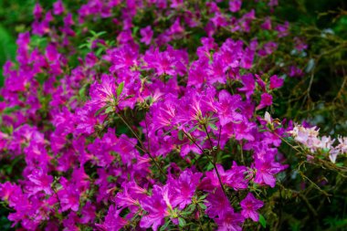 Baharda çiçek açan ağaçları olan güzel bir bahçe.