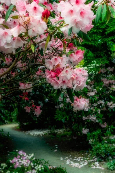 Beau jardin avec des arbres en fleurs pendant le printemps — Photo