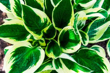 Yeşil yaprakları desen ve doğal arka plan, duvar kağıdı görüntü