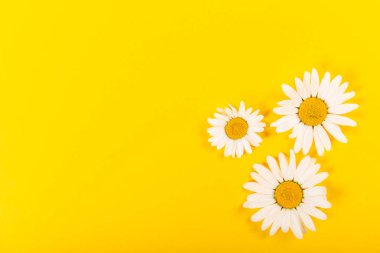 Parlak sarı arka plan üzerinde çiçek papatya deseni