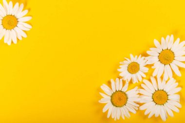 Parlak sarı arka plan üzerinde çiçek papatya deseni