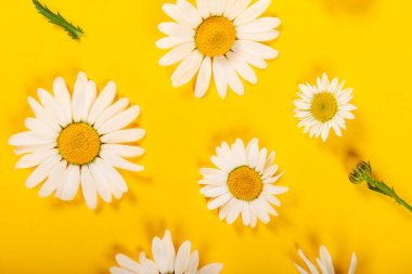Parlak sarı arka plan üzerinde çiçek papatya deseni