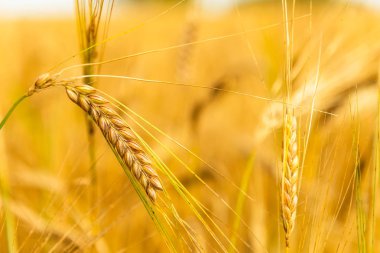 Altın Buğday Tarlasının Sonbahar Manzarası