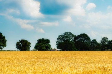 Altın Buğday Tarlasının Sonbahar Manzarası