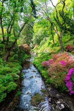 Spring Time sırasında çiçeklenme ağaçları ile Bahçe, Galler, Ingiltere
