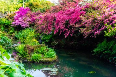 Spring Time sırasında çiçeklenme ağaçları ile Bahçe, Galler, Ingiltere