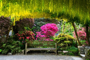 Spring Time sırasında çiçeklenme ağaçları ile Bahçe, Galler, Ingiltere