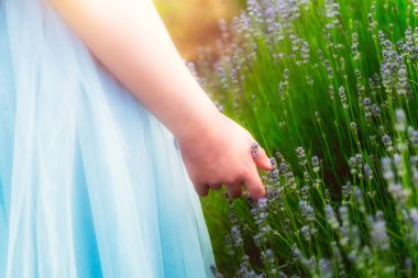 Organik Lavanta çiçekleri alanında kız