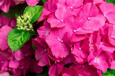 Bahçedeki güzel ortanca çiçekleri