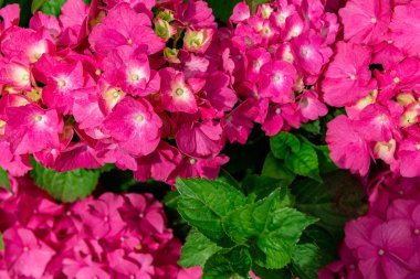 Bahçedeki güzel ortanca çiçekleri