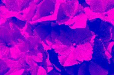 Bahçedeki güzel ortanca çiçekleri