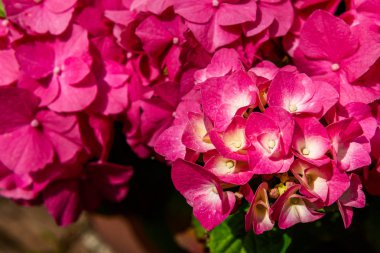 Bahçedeki güzel ortanca çiçekleri