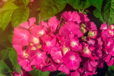 Bahçedeki güzel ortanca çiçekleri